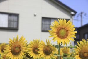 flow_img002